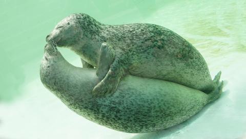 Seals Hugging