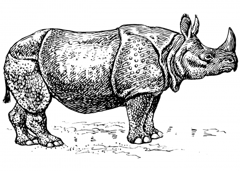 Line drawing of a one-horned Indian rhino.