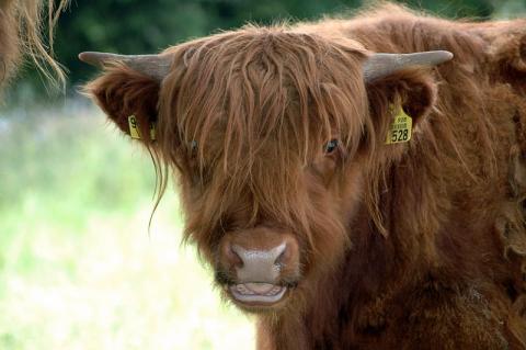 Photo of a Highland cow, mostly its head, facing the camera