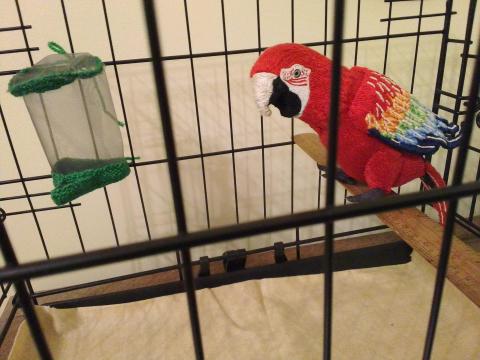 A red parrot sits on a perch inside a birdcage. It has red, orange, green and blue feathers on its wings.
