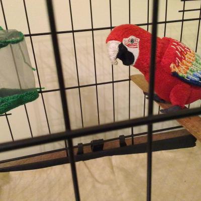 A red parrot sits on a perch inside a birdcage. It has red, orange, green and blue feathers on its wings.